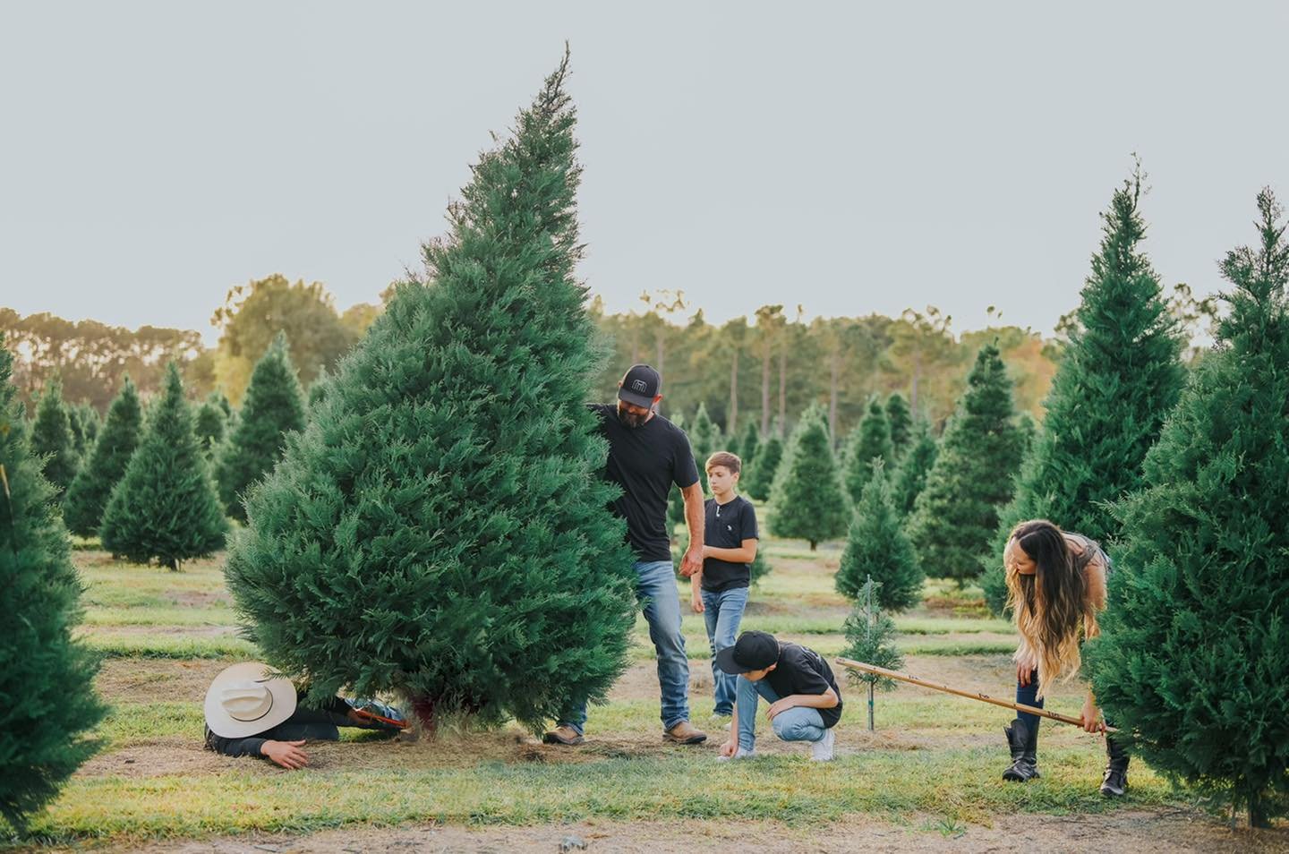 Best christmas tree farm near me outlet